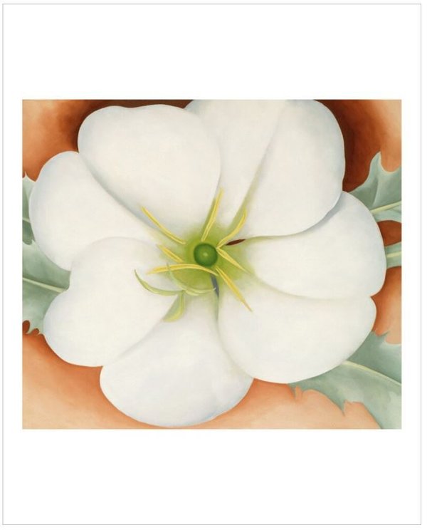 White Flower on Red Earth, No. 1