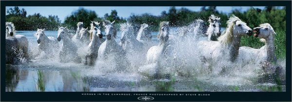 Horses in the CAMARGUE