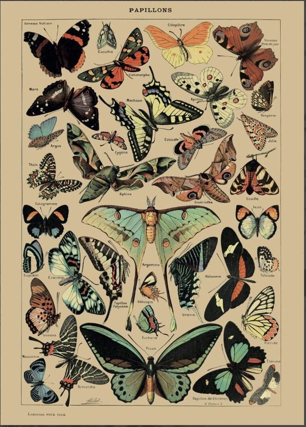 Schmetterlinge (butterflies)