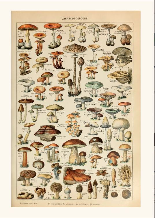 Pilze (mushrooms)