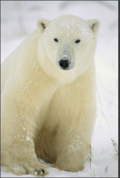 Polar Bear adult portrait