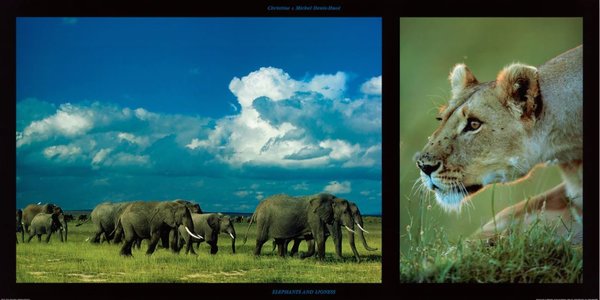 Elephants and Lioness (Elefanten und Löwin)