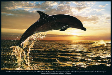 DOLPHIN Sunset (Delphin)