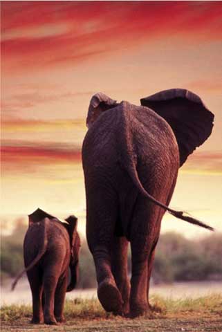 Elephant Sunset (Elefant)
