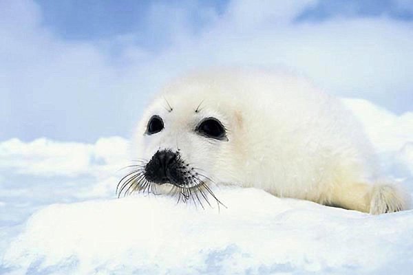 Seal (Seehund Baby)