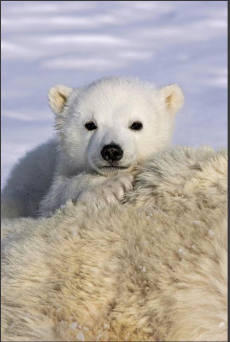 Polar Bear cub peeking over mother`s bod