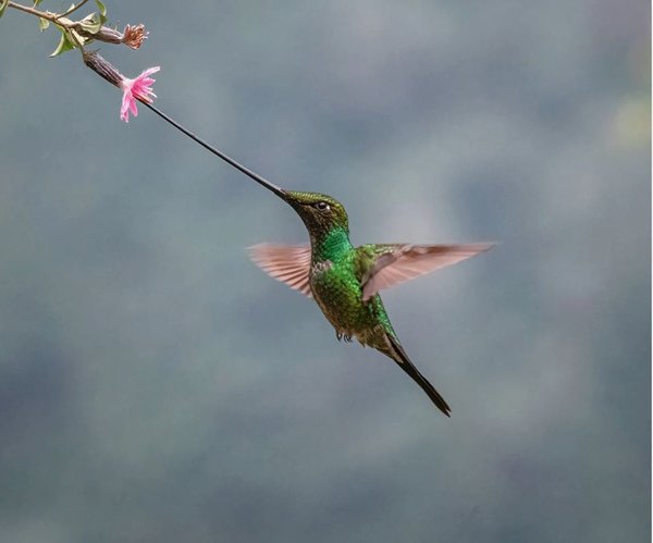 A Sword-billed Hummingbird